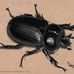 Insect Sketches 01