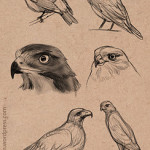Bird Sketches 01