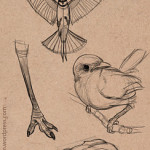 Bird Sketches 02