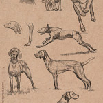 Animal Sketches