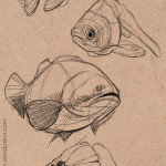 Fish Sketches 01