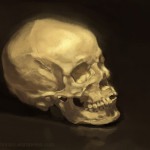 Skull Study from life