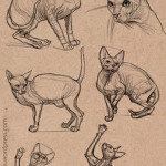 Animal Sketches 02